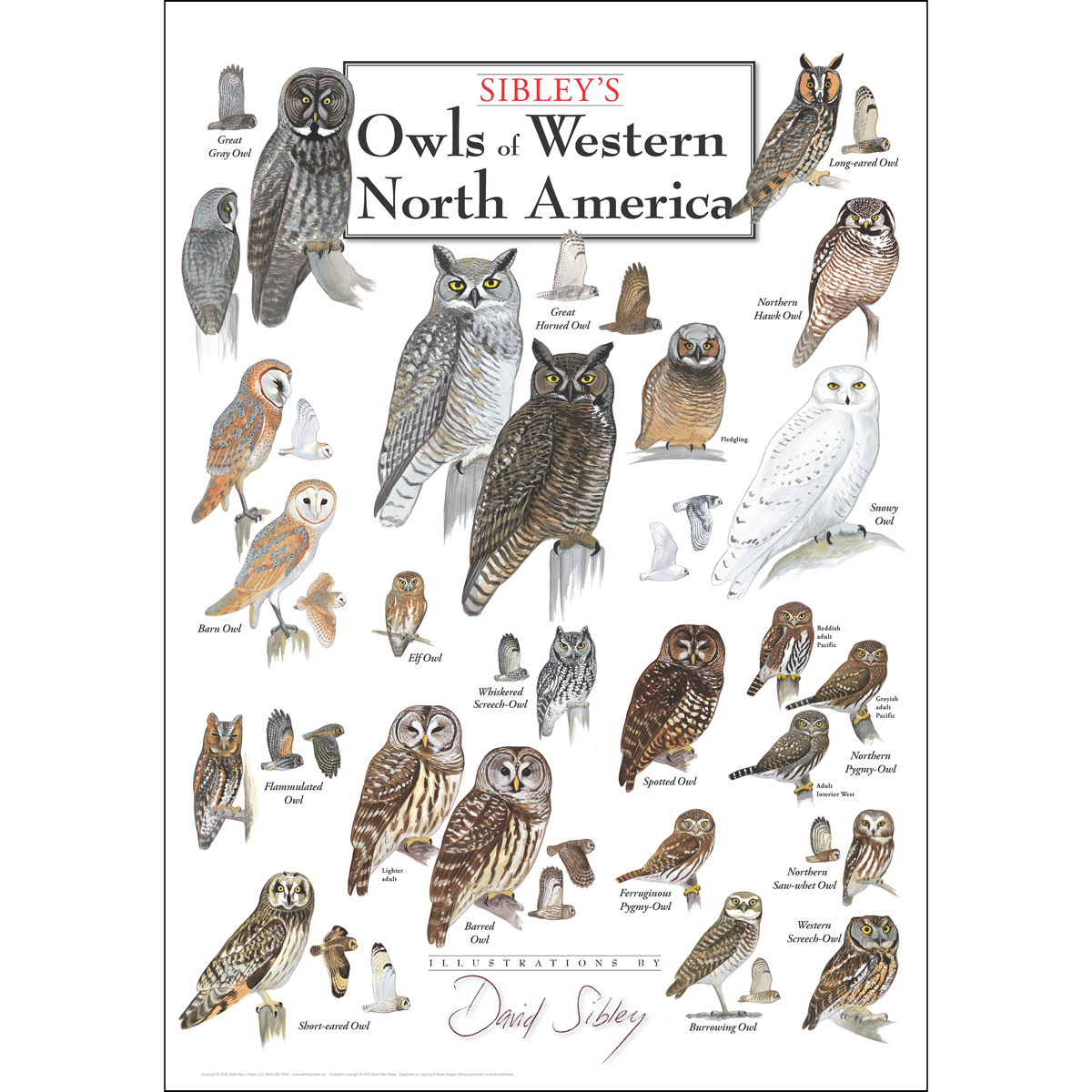 Sibley's Owls of Western North America Poster